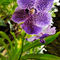 Purple-orchids-garden-hawaii-rm-haw-d319224