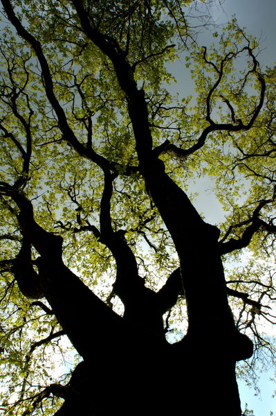 Rf-change-growth-silhouette-spring-tree-var944