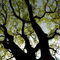 Rf-change-growth-silhouette-spring-tree-var944