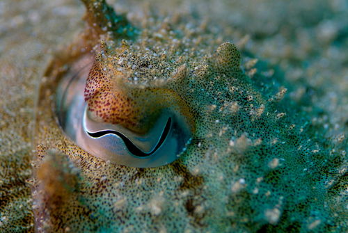 Rm-camouflage-eyes-fish-underwater-uw481