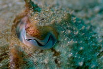 Eye of a common cuttlefish (sepia officinalis) by Sami Sarkis Photography