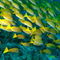 Rf-blue-stripe-snapper-sea-underwater-uwmld0011