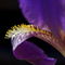 Rf-flower-fragile-iris-purple-var1018