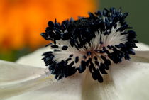 Close up of a white flower by Sami Sarkis Photography