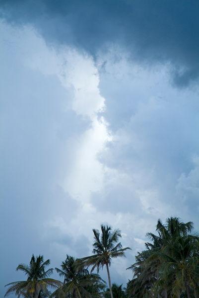 Rf-coconut-trees-ominous-palms-storf-clouds-cub0668