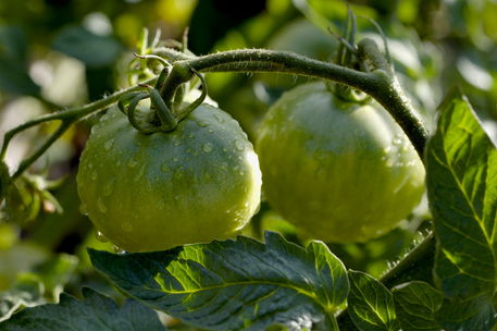 Rm-fresh-green-rain-tomatoes-unripe-water-var986