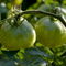 Rm-fresh-green-rain-tomatoes-unripe-water-var986