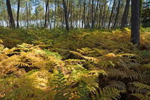 Ferns and tree trunks covering the ground of Landes Forest by Sami Sarkis Photography