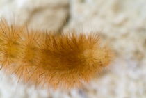 Spiky caterpillar crawling. von Sami Sarkis Photography