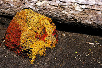 Rock lying near a dead trunk on the ash of Yasur volcano von Sami Sarkis Photography
