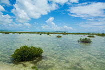 Mangroves growing in the waters near Cayo Santa-Maria von Sami Sarkis Photography