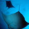 Rf-fish-manta-ray-sea-sea-life-underwater-uwmld0189