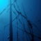 Rm-decay-fish-france-masts-mysterious-shipwreck-uw610