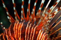 Spiky and striped dorsal fin of a Spotfin Lionfish (Pterois antennata) von Sami Sarkis Photography