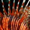 Rf-spotfin-lionfish-striped-underwater-uwmld0332