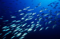 School of Sardines (Sardina Pilchardus) swimming in deep blue ocean waters. by Sami Sarkis Photography