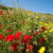 Rm-field-growth-meadow-wildflowers-var928
