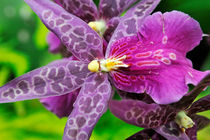 Purple Orchids von Sami Sarkis Photography