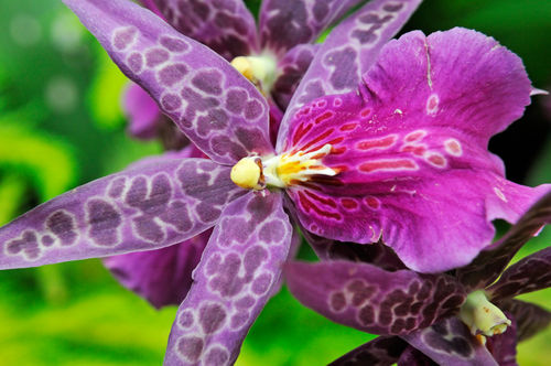 Purple-orchids-garden-hawaii-rm-haw-d319218