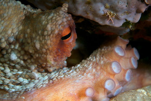 Rm-eye-octopus-sealife-underwater-wildlife-uw527