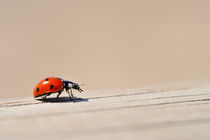 Ladybug on wooden fence by Sami Sarkis Photography
