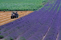 Tractor in a lavender field von Sami Sarkis Photography