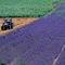 Rf-farming-field-grignan-lavender-rural-tractor-lds023