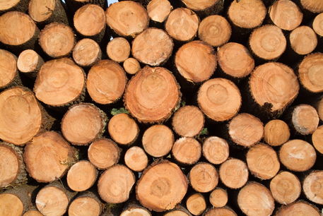 Rf-deforestation-landes-forest-logs-piles-lan0637