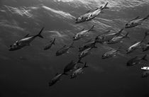 School of Caranx swimming through the ocean. by Sami Sarkis Photography