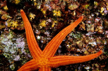 Rm-animal-rock-sealife-starfish-underwater-uw248