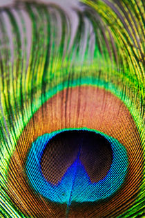 Vibrant colours of a peacock feather. by Sami Sarkis Photography