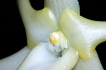 White blooming Christmas Orchid (Angraecum sesquipedale). by Sami Sarkis Photography