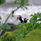Rf-perching-puffins-rock-wildlife-cor045