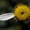 Rf-daisy-flower-love-luck-petal-pollen-white-var1040