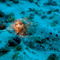 Rf-camouflage-common-cuttlefish-underwater-uw402