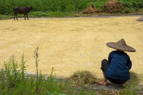 Rm-buffalo-drying-peasant-rice-working-chn1442