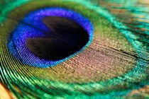 Vibrant colours of a peacock feather. von Sami Sarkis Photography