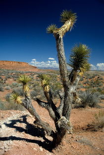 Cactus tree in the desert by Sami Sarkis Photography