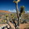 Rf-arid-bryce-canyon-national-park-tree-usa022