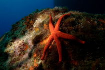 Red Starfish (Echinaster sepositus) clinging to a rock by Sami Sarkis Photography