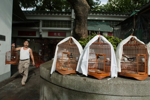 Rm-bird-cages-birds-captive-man-market-chn2275