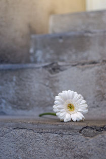 Daisy flower on concrete steps by Sami Sarkis Photography