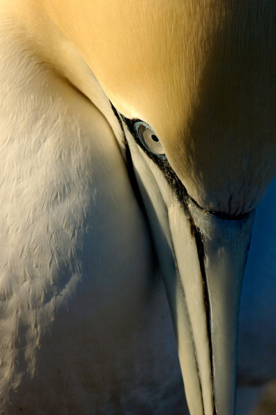 Rf-beak-france-gannet-head-portrait-seabird-ani195