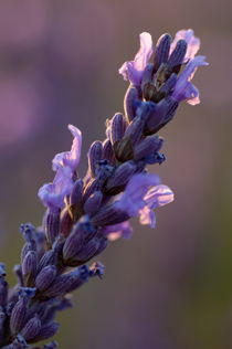 Delicate petals of a lavender flower at sunset von Sami Sarkis Photography