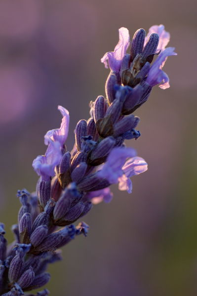 Rm-blooming-country-flower-lavender-valensole-lds370