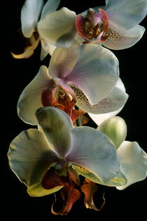 Orchid (phalaenopsis hybride) with white petals. von Sami Sarkis Photography