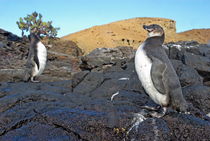 Two Galapagos penguins (Spheniscus mendiculus) on rocks by Sami Sarkis Photography