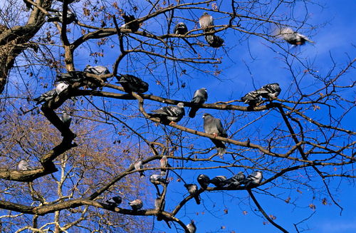 Rm-flock-perched-pigeons-tree-var010