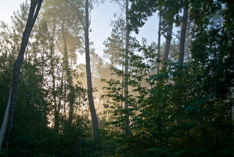 Rf-green-landes-forest-lush-misty-trees-lan0117
