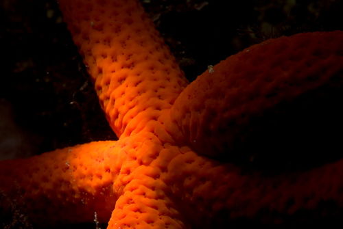 Rf-red-starfish-sealife-underwater-uw811